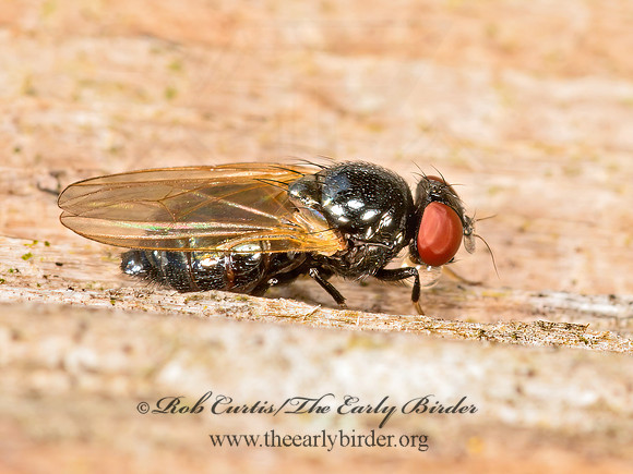 Lonchaea  LANCE FLY 1305795z