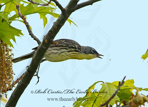 Setophaga kirtlandii  KIRTLAND'S WARBLER 9030503z