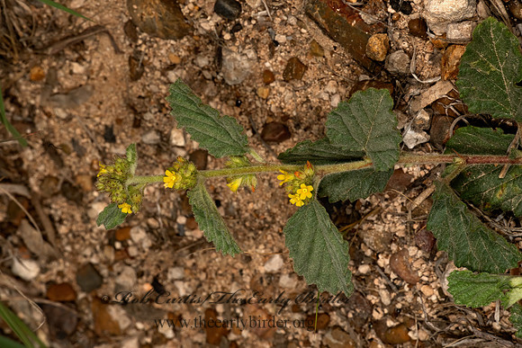 Waltheria indica  SLEEPY MORNING 3031820-z