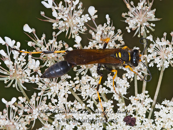 Sceliphron caementarium 6011155z
