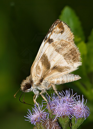 Heliopetes laviana  LAVIANA WHITE-SKIPPER 6024002sz