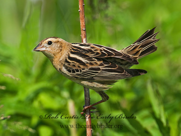 Dolichonyx oryzivorus  BOBOLINK 3008463z