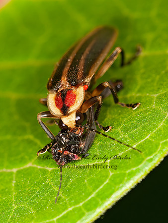 Photuris 3015958z