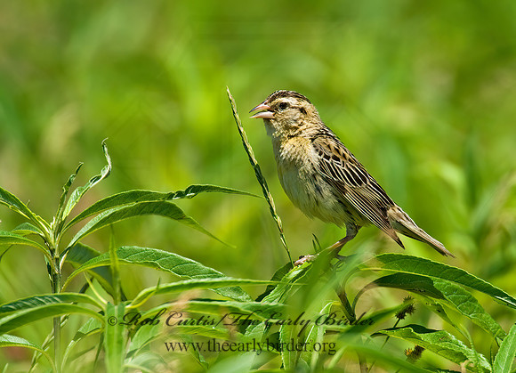 Dolichonyx oryzivorus  BOBOLINK 8005607z