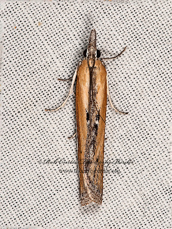 Pima  PHYCITINI PYRALID MOTH 8036957z