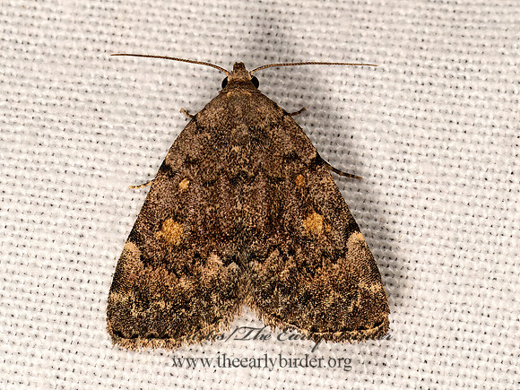 Idia aemula  COMMON IDIA MOTH 3028627z
