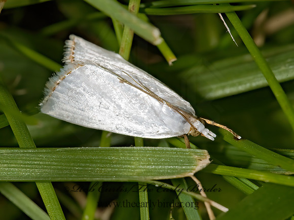Urola nivalis SNOWY UROLA 8017243z