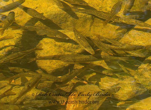 Campostoma anomalum  CENTRAL STONEROLLER 9041714z