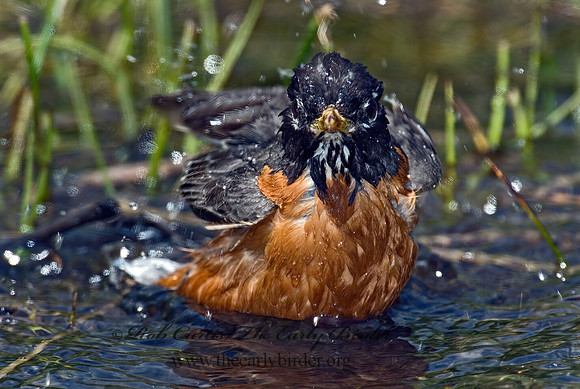 Turdus migratorius  AMERICAN ROBIN 5006806z