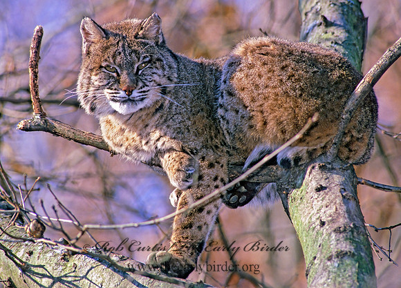 Lynx rufus  BOBCAT 212914z