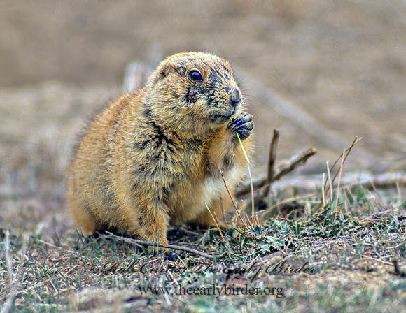 Cynomys gunnisoni  GUNNISON'S PRAIRIE DOG 119506z