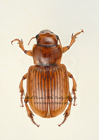 Geopinus incrassatus 9019302z