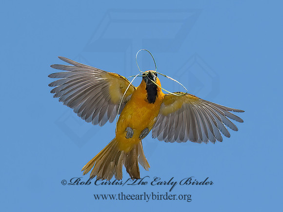 Icterus gularis  ALTAMIRA ORIOLE 7005507z
