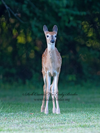 Odocoileus virginianus  WHITE-TAILED DEER  8023266z