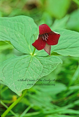 Trillium erectum  RED TRILLIUM 265705z