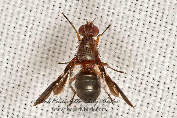 Delphinia picta  PICTURE-WINGED FLY 9066610z