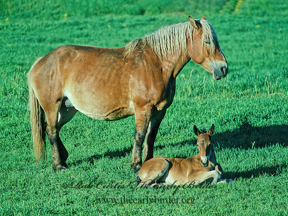 Equus caballus  HORSE 113019z