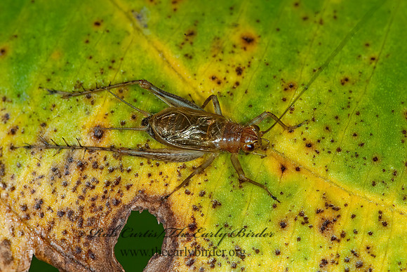Anaxipha exigua  SAY'S TRIG 6011300z