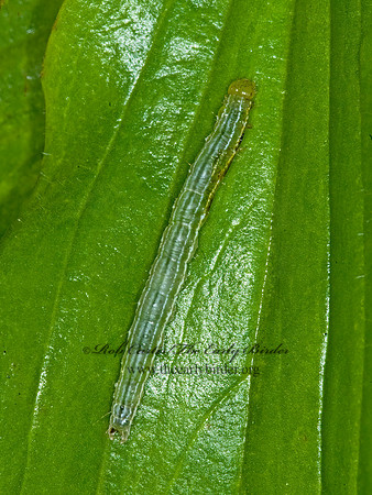 Hypena humuli  HOP VINE MOTH 6013138 z