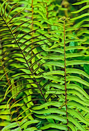 Nephrolepis exalta  SWORD FERN 260603z
