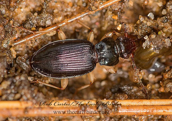 Patrobus longicornis  GROUND BEETLE  9040987z