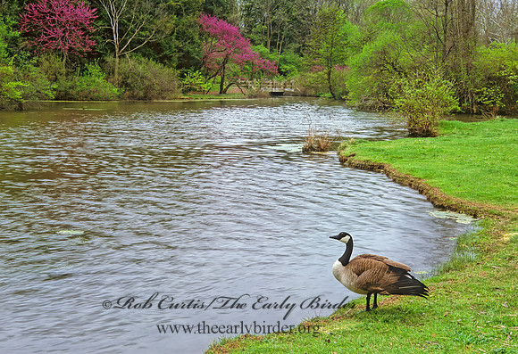 Morton Arboretum 299014z