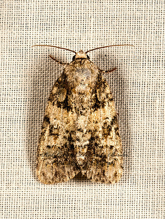 Acronicta increta  ECLIPSED OAK DAGGER  9051493z