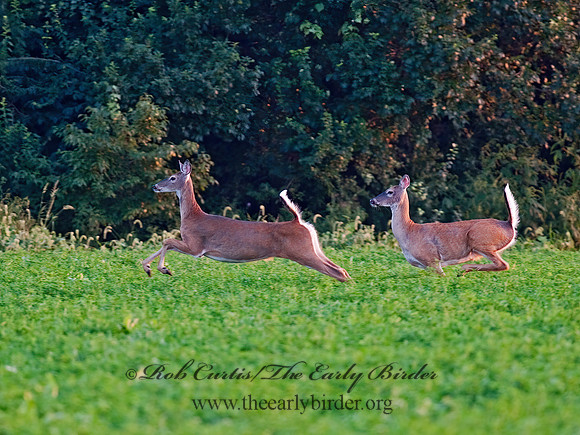 Odocoileus virginianus  WHITE-TAILED DEER  8023204z
