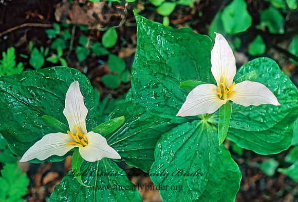 Trillium ovatum  WESTERN TRILLIUM 146521z