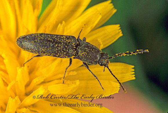 Ctenicera lobata 237137 z
