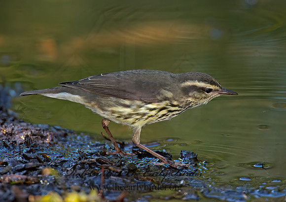 Parkesia noveboracensis  NORTHERN WATERTHRUSH 9005305z