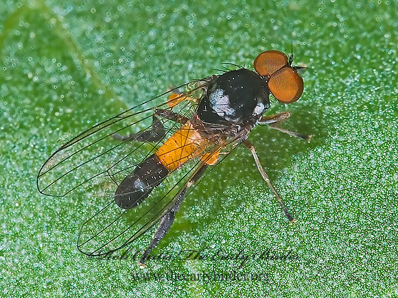 Callomyia venusta  FLAT-FOOTED FLY 7009328z