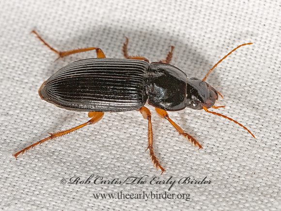 Harpalus (Pseudoophonus) pensylvanicus  HARPALINAE GROUND BEETLE 3023676z