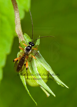 Ichneumonidae 4002924z
