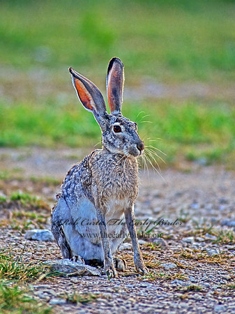 Lepus californicus  BLACK-TAILED JACKRABBIT 66310z