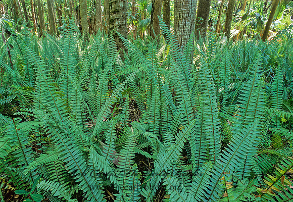 Nephrolepis cordifolia  TUBERUS SWORD FERN 261018z