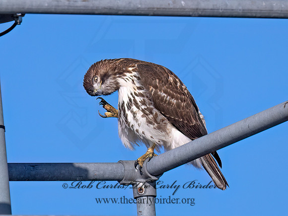 Buteo jamaicensis RED-TAILED HAWK 9091459 (1)
