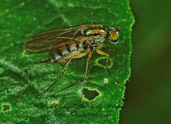 Dolichopus  LONGLEGGED FLY 1284415z