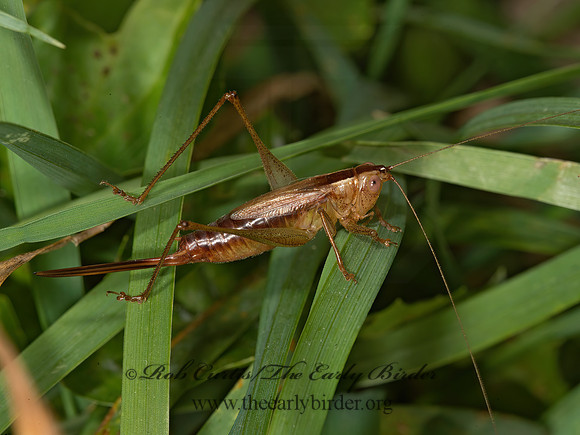 Conocephalus brevipennis  SHORT-WINGED MEADOW GRASSHOPPER  9026145z