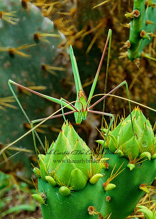 Arethaea grallator  STILT-WALKER KATYDID  49536z