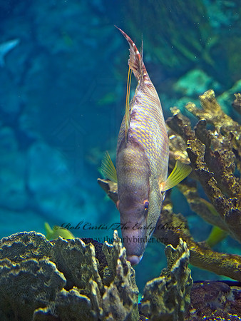 Lachnolaimus maximus  HOGFISH 8016110z