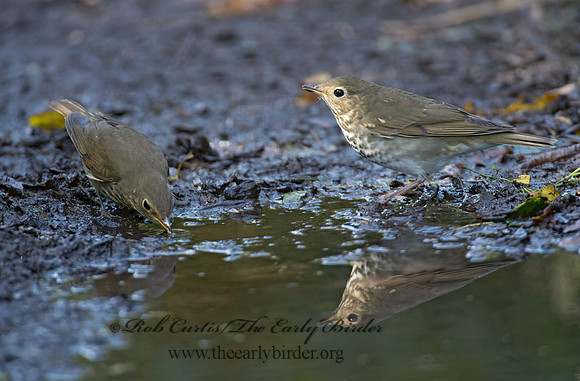 Catharus ustulatus  SWAINSON'S THRUSH 9004969z