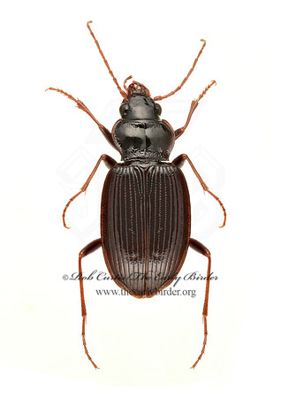 Nebria brevicollis 9020868z