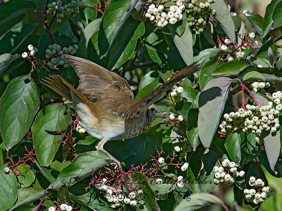 Catharus guttatus  HERMIT THRUSH 9015523z