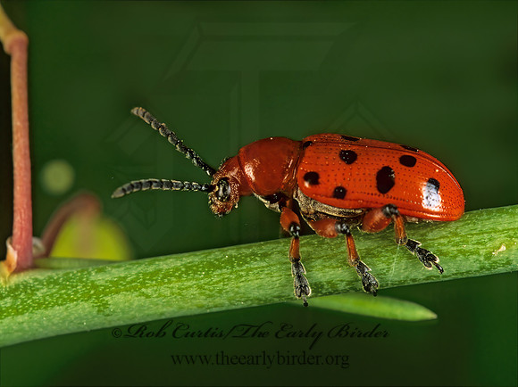 Crioceris duodecimpuntata SPOTTED ASPARAGUS BEETLE 291202z