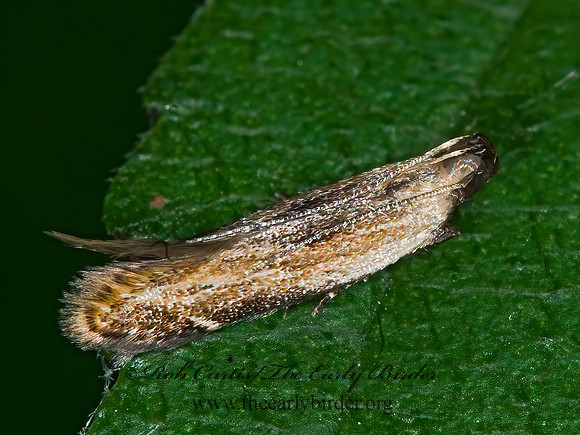 Monochroa gilvolinella  TWIRLER MOTH 6008097z