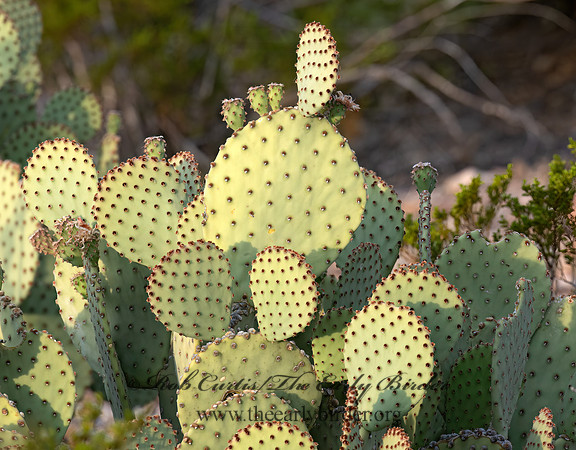 Opuntia rufida  BLIND PRICKLY PEAR  6040584z
