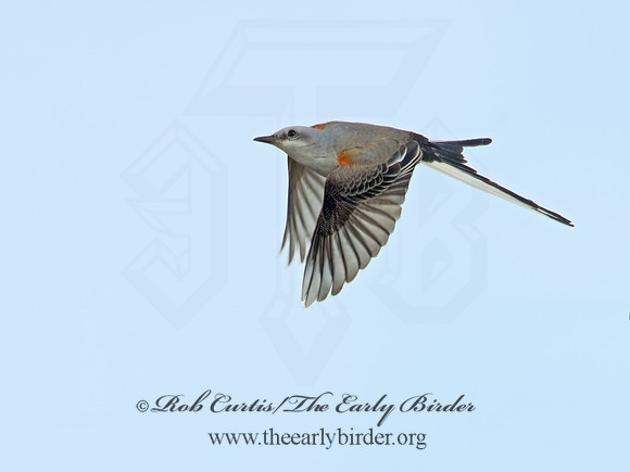 Tyrannus forficatus SCISSOR-TAILED FLYCATCHER 9006710z