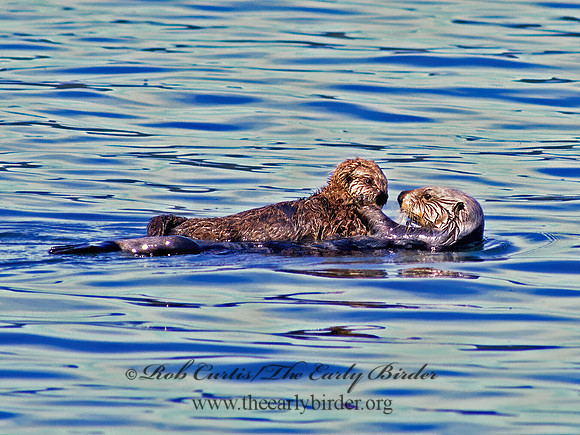 Enhydra lutris kenyoni  NORTHERN SEA OTTER 229912 z