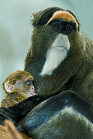 Cercopithecus neglectus DEBRAZZA'S MONKEY 6018540z